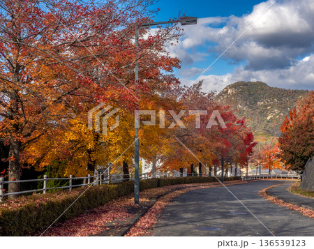 紅葉したグリーンヒル郷原のタイワンフウ 紅葉したグリーンヒル郷原のタイワンフウ 136539123