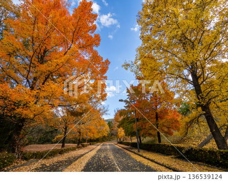 紅葉したグリーンヒル郷原のタイワンフウ 紅葉したグリーンヒル郷原のタイワンフウ 136539124