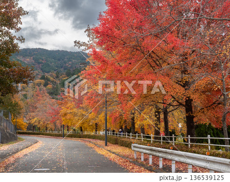 紅葉したグリーンヒル郷原のタイワンフウ 136539125