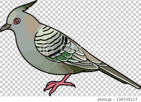 Illustration of a waxwing pigeon (landscape, transparent background) Illustration of a waxwing pigeon (landscape, transparent background) 136539127