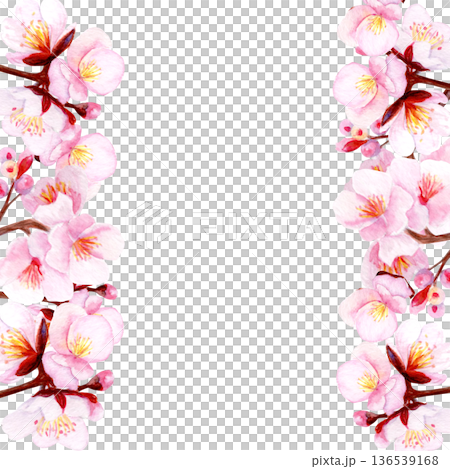 Watercolor sakura cherry blossom flowers vertical frame on white background with clear copy space, Hand painted art perfect for invitations, greeting cards, stationery, posters, spring design projects 136539168