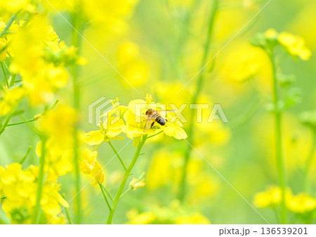 春に満開の菜の花にとまるミツバチ 136539201