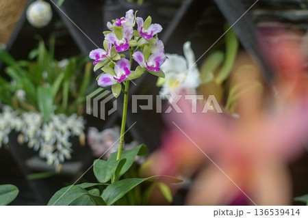 美しく飾られたランの花　洋ランフェスタ　秋田県 136539414