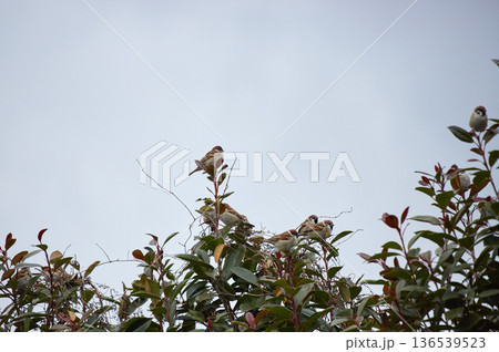 冬の公園の枯れた木の枝にいる可愛い雀の姿	 136539523