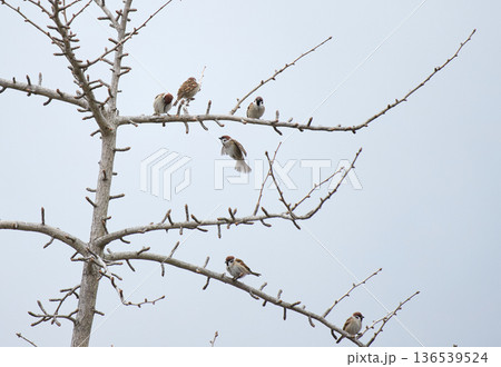 冬の公園の枯れた木の枝にいる可愛い雀の姿	 136539524