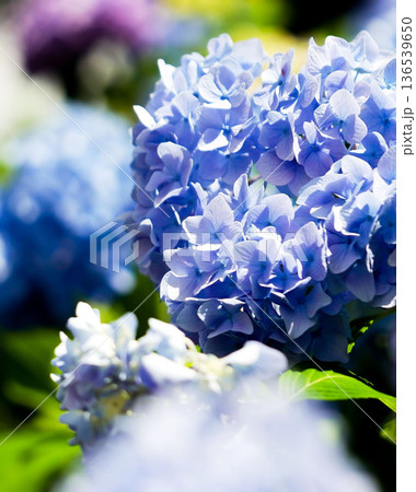 青や紫のあじさいが雨に濡れて咲く初夏の花景色、しっとりとした梅雨の雰囲気 136539650