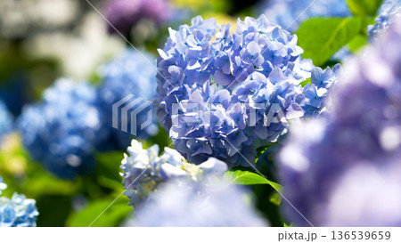 青と紫のあじさいが並んで咲く花壇、瑞々しい花びらが美しい初夏のクローズアップ 136539659