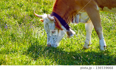 大きなカウベルを首に下げて草を食べる放牧牛 136539668