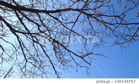 冬イメージ(winter image)　寒波　どん底など心理描写にも 136539767
