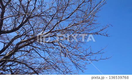 冬イメージ(winter image)　寒波　どん底など心理描写にも 136539768