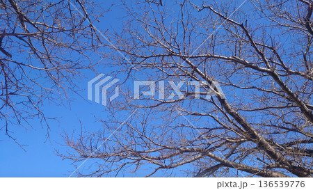 冬イメージ(winter image) 寒波 どん底など心理描写にも 冬イメージ(winter image) 寒波 どん底など心理描写にも 136539776