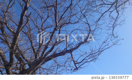 冬イメージ(winter image) 寒波 どん底など心理描写にも 冬イメージ(winter image) 寒波 どん底など心理描写にも 136539777