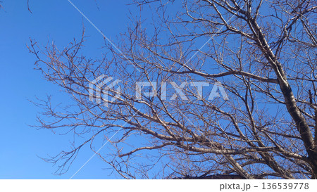 冬イメージ(winter image) 寒波 どん底など心理描写にも 冬イメージ(winter image) 寒波 どん底など心理描写にも 136539778