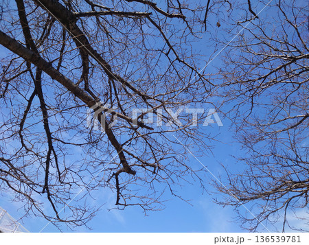 冬イメージ(winter image)　寒波　どん底など心理描写にも 136539781