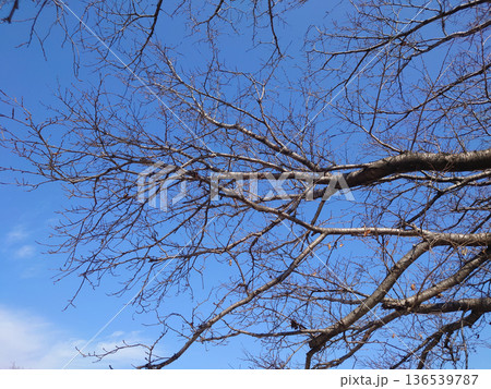 冬イメージ(winter image)　寒波　どん底など心理描写にも 136539787