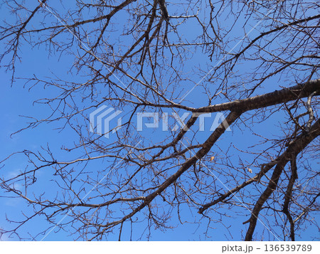 冬イメージ(winter image) 寒波 どん底など心理描写にも 冬イメージ(winter image) 寒波 どん底など心理描写にも 136539789