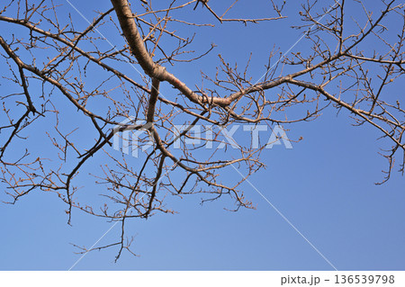 冬イメージ(winter image) 寒波 どん底など心理描写にも 冬イメージ(winter image) 寒波 どん底など心理描写にも 136539798
