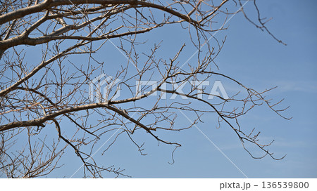 冬イメージ(winter image)　寒波　どん底など心理描写にも 136539800