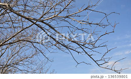 冬イメージ(winter image)　寒波　どん底など心理描写にも 136539801