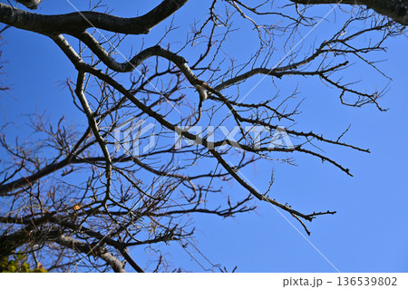 冬イメージ(winter image)　寒波　どん底など心理描写にも 136539802
