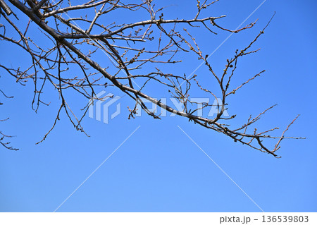 冬イメージ(winter image)　寒波　どん底など心理描写にも 136539803