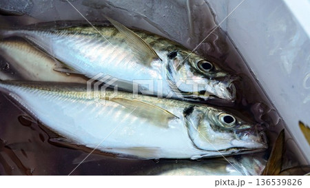 クーラーボックスに入った釣ったばかりのたくさんの鯵 クーラーボックスに入った釣ったばかりのたくさんの鯵 136539826