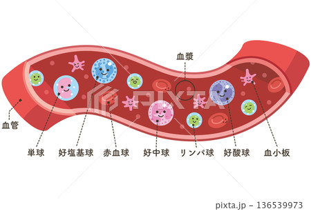 血管の中の様々な細胞（名称あり） 136539973