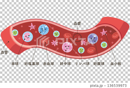 血管の中の様々な細胞（名称あり） 136539973