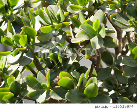 鮮やかな新緑の金のなる木 136539974
