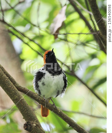 アカヒゲ（雄）｜天然記念物・絶滅危惧種Ⅱの野鳥 136540098