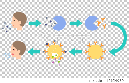 過敏是如何發生的:花粉症的機制 過敏是如何發生的:花粉症的機制 136540204