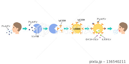 アレルギー発症のしくみ 花粉症のメカニズム アレルギー発症のしくみ 花粉症のメカニズム 136540211