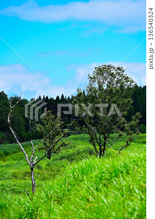 草原に立つ木 136540324