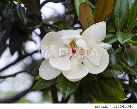 白いタイサンボクの花 白いタイサンボクの花 136540346