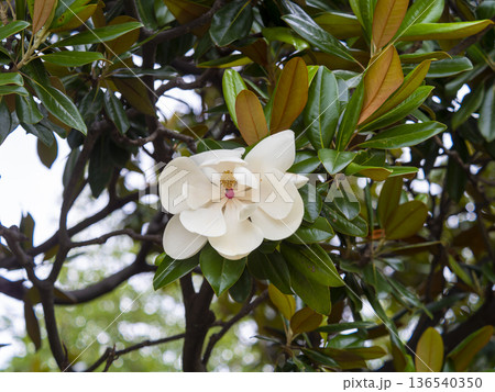 白いタイサンボクの花 白いタイサンボクの花 136540350