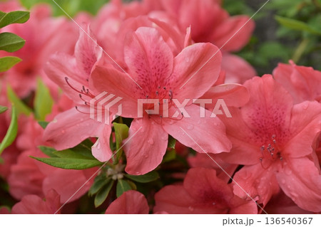 ツツジ水滴付き azalea with raindrops ツツジ水滴付き azalea with raindrops 136540367