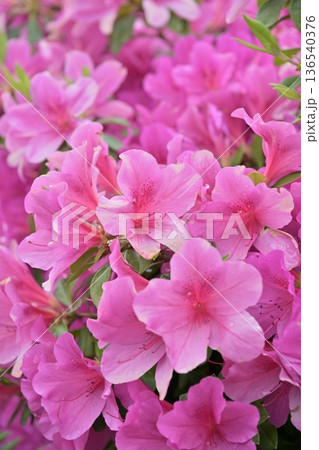 ツツジ水滴付き azalea with raindrops ツツジ水滴付き azalea with raindrops 136540376