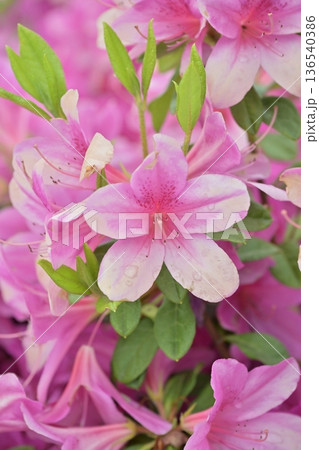 ツツジ水滴付き　azalea with raindrops 136540386