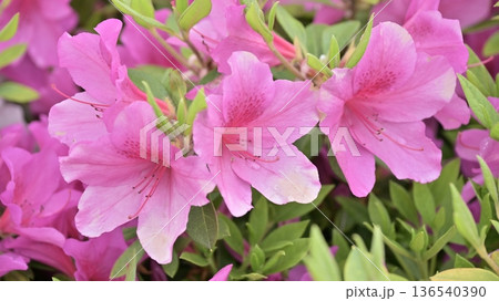 ツツジ水滴付き azalea with raindrops ツツジ水滴付き azalea with raindrops 136540390