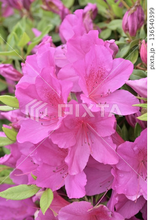ツツジ水滴付き azalea with raindrops ツツジ水滴付き azalea with raindrops 136540399