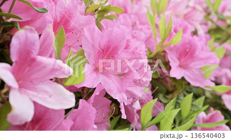 ツツジ水滴付き azalea with raindrops ツツジ水滴付き azalea with raindrops 136540403