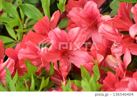 ツツジ水滴付き azalea with raindrops ツツジ水滴付き azalea with raindrops 136540404