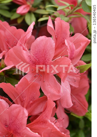 ツツジ水滴付き　azalea with raindrops 136540405