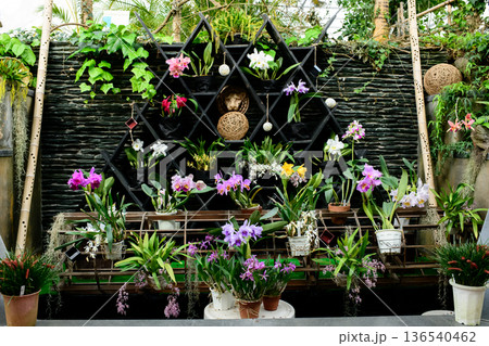 美しく飾られたランの花　洋ランフェスタ　秋田県 136540462