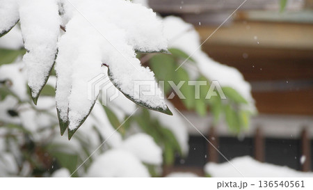 雪の積もった庭の樹木 136540561