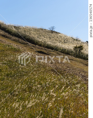 ススキが生える秋の曽爾高原 ススキが生える秋の曽爾高原 136540574