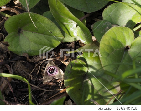 カンアオイの花 136540719