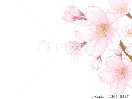 桜の水彩風手描き背景イラスト-白背景 136540857