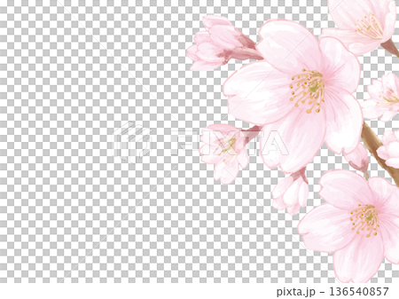 桜の水彩風手描き背景イラスト-白背景 136540857
