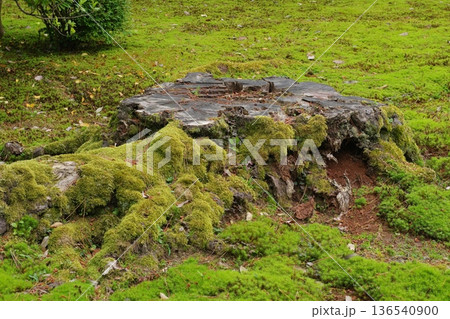 苔むした切り株 苔むした切り株 136540900